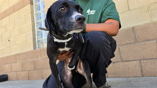 Photo of Sally, adoptable Chihuahua in Riverside, California