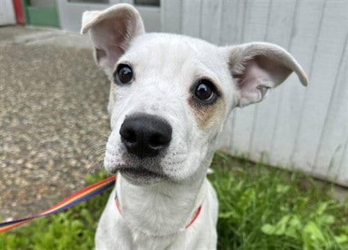 Photo of Happy, adoptable Pit Bull Terrier in Anchorage, Alaska
