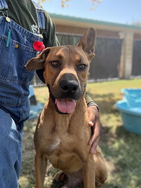 Photo of Duke, adoptable Labrador Retriever in Riverside, California