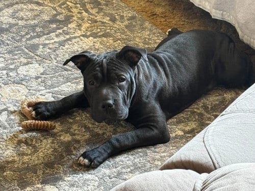 Photo of Darla Jane, adoptable Shar Pei in Crystal, Minnesota