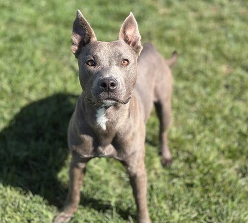 Photo of Push Pop, adoptable Pit Bull Terrier in Fairfield, California