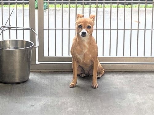 Photo of Honey, adoptable Chihuahua in Orange, California