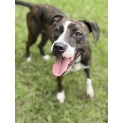Photo of Wendy, adoptable Terrier (Unknown Type, Medium) in Brooksville, Florida