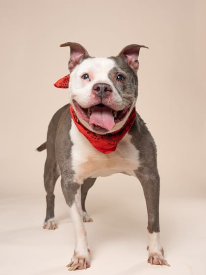 Photo of Parsley, adoptable dog in Atlanta, Georgia