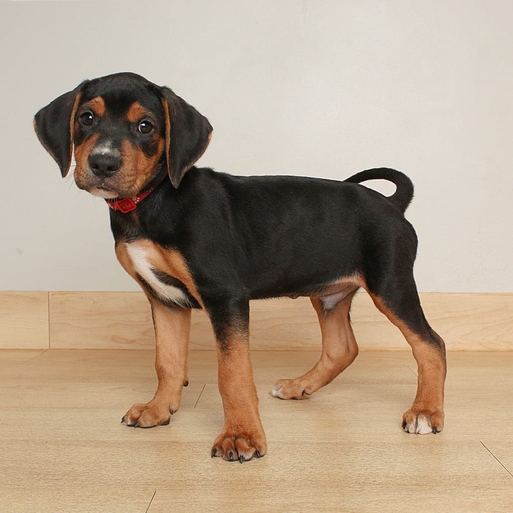Photo of Legolas D70608, adoptable Beagle / Mixed Breed (Medium) in Minnesota, Minnesota