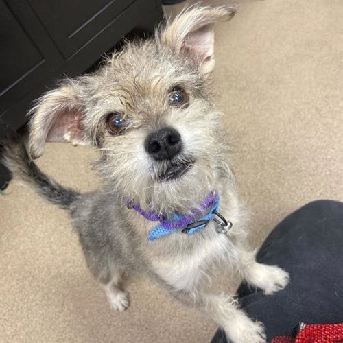 Photo of Blue, adoptable Miniature Schnauzer in Aurora, Colorado