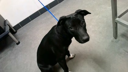 Photo of Satin, adoptable Retriever, Labrador/Mix in Farmington, New Mexico