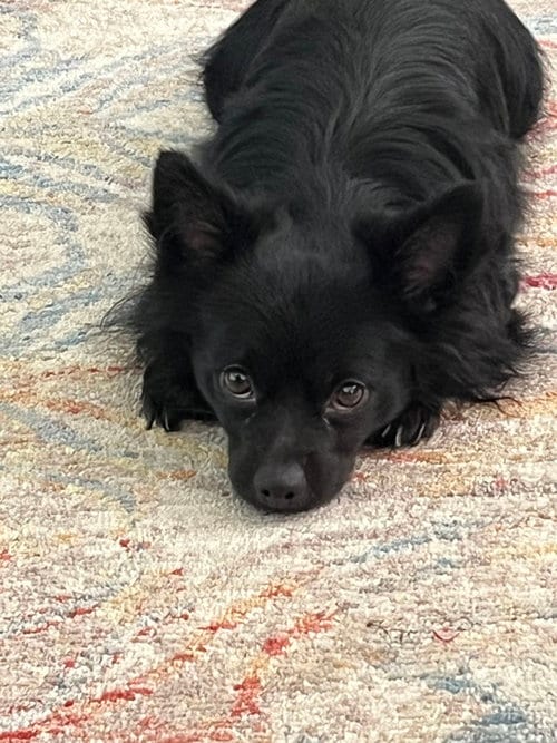 Photo of Oliver (NJ), adoptable Chihuahua in Brewster, New York