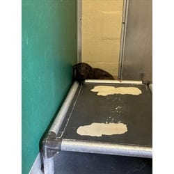 Photo of Leda, adoptable German Shepherd Dog in Texas City, Texas