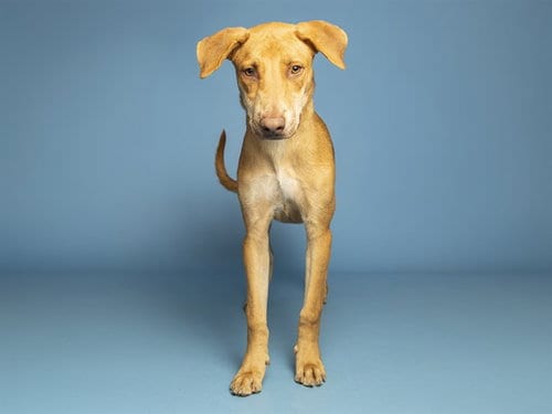Photo of Possum, adoptable Weimaraner in Phoenix, Arizona