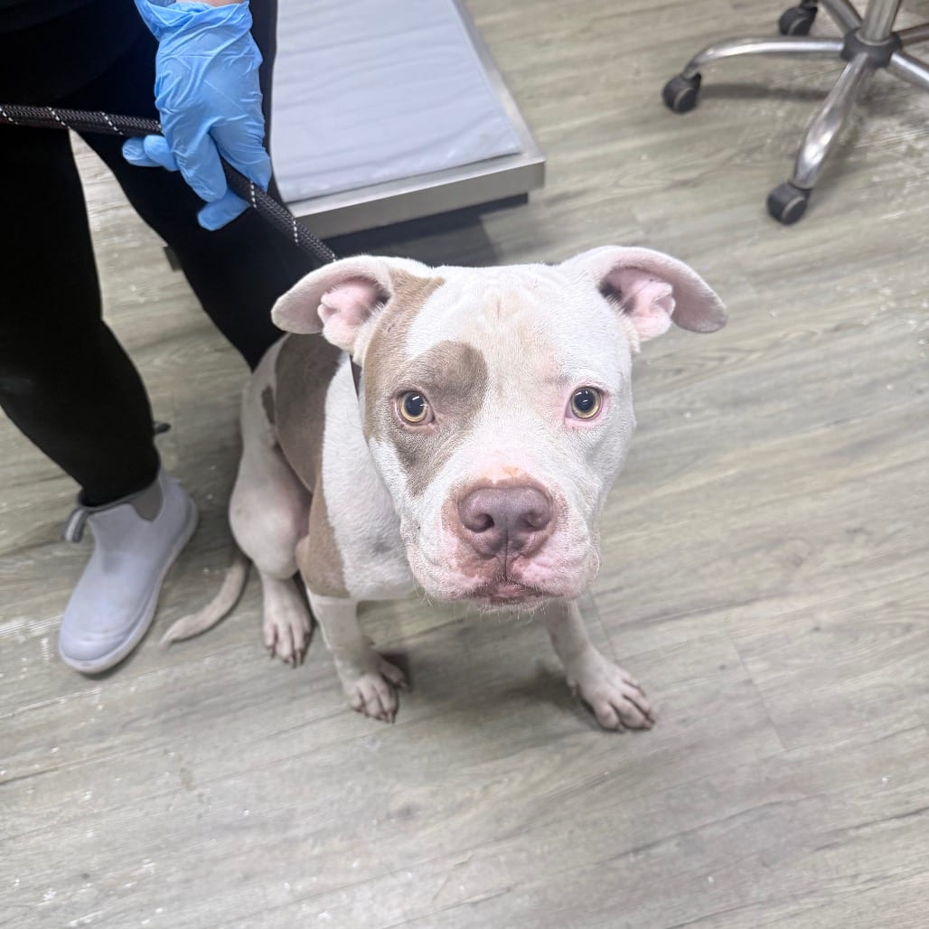 Photo of Borris, adoptable Mixed Breed (Medium) in Summerville, South Carolina