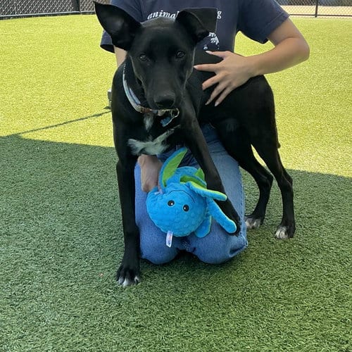 Photo of Darcy, adoptable Unknown breed in Rancho Santa Fe, California
