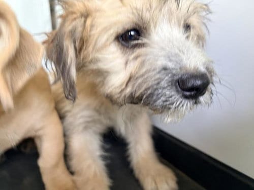Photo of A256525, adoptable Cairn Terrier in Visalia, California