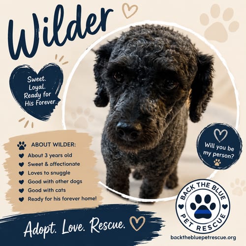 Photo of Wilder, adoptable Poodle (unknown type) in Queen Creek, Arizona