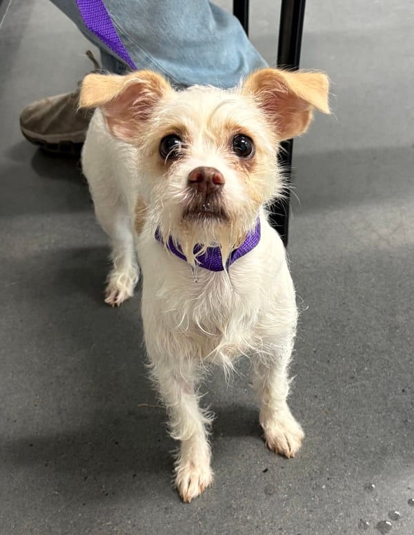 Photo of Vivian, adoptable Chihuahua mixed Terrier in Lawrenceville, Georgia