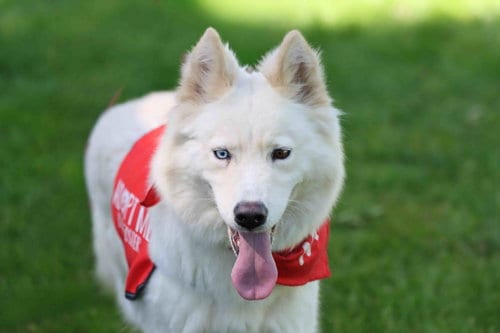 Photo of Renee, adoptable Siberian Husky in Walnut Creek, California