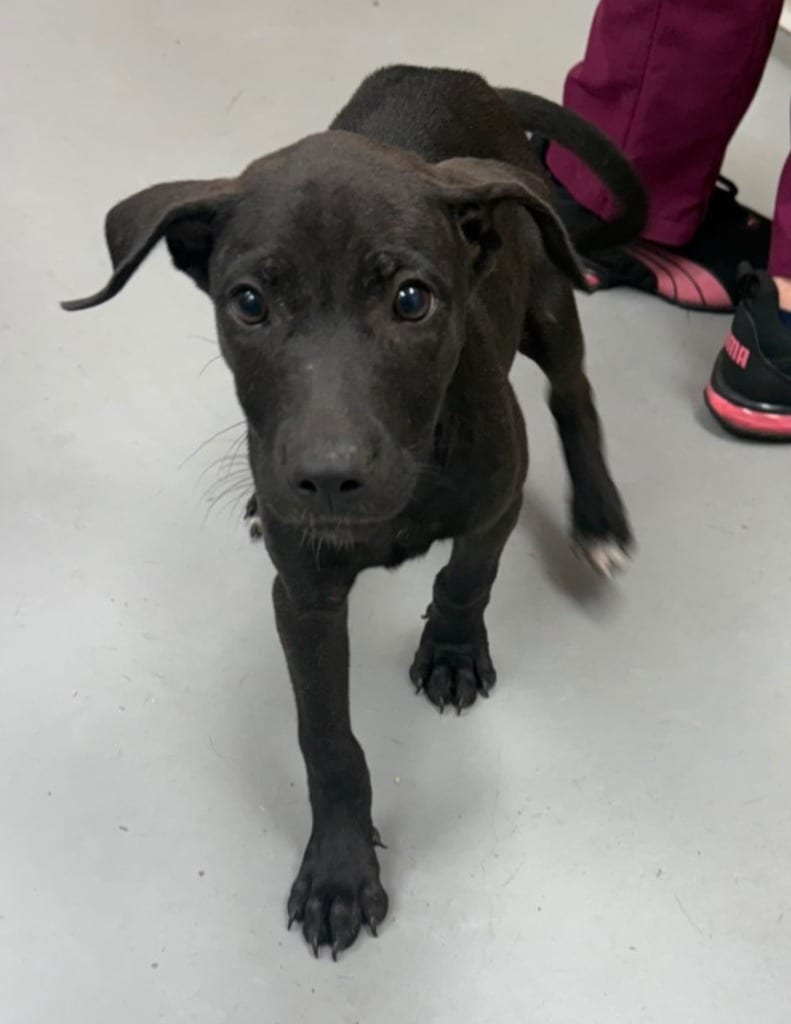 Photo of Wabbits, adoptable Terrier in Hartsville, South Carolina