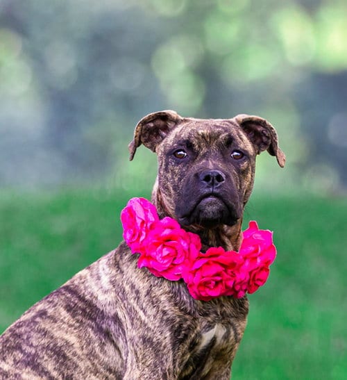 Photo of Boss Girl, adoptable Boxer in Unionville, Pennsylvania