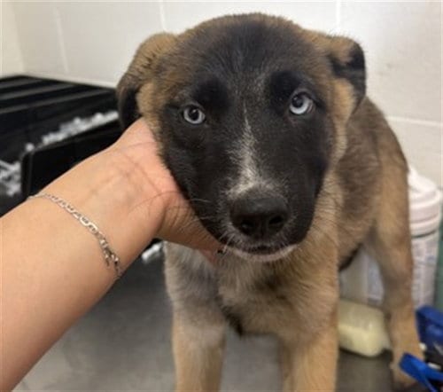 Photo of Lucy, adoptable German Shepherd Dog in San Bernardino, California