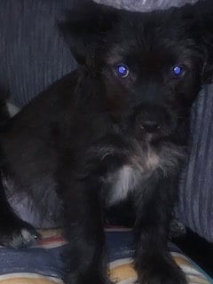 Photo of Wallaby, adoptable Shih Tzu in Evansville, Indiana