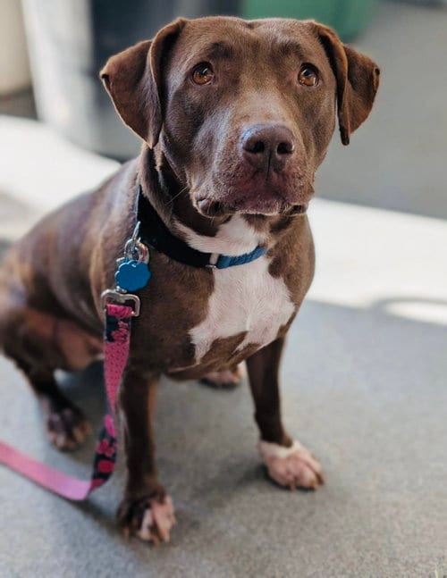 Photo of Maris, adoptable Pit Bull Terrier in Princeton, Minnesota