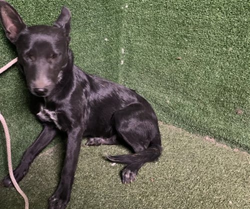 Photo of Romero, adoptable Labrador Retriever in Lancaster, California