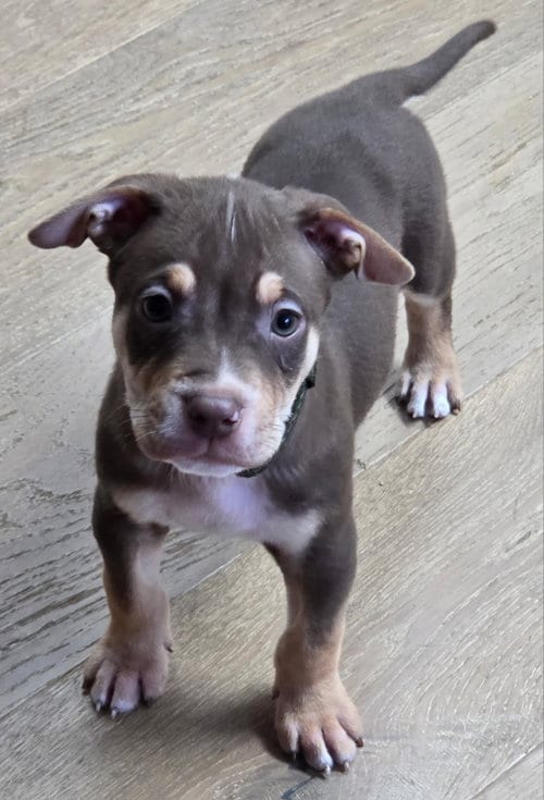 Photo of Dexter, adoptable Pit Bull Terrier in Clarkston, Michigan