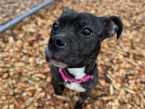 Photo of Mia, adoptable Pit Bull Terrier in Tacoma, Washington