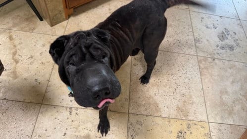 Photo of Poppi, adoptable Chinese Shar-Pei in Tucson, Arizona