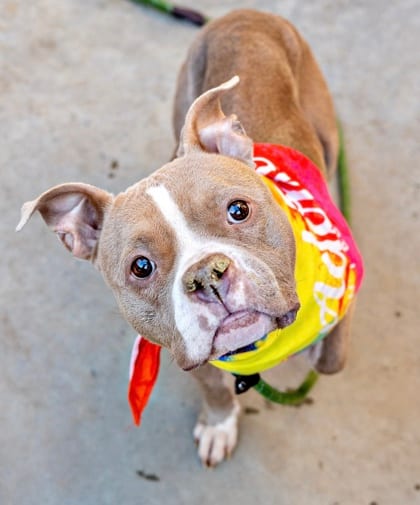 Photo of Kenza - IN FOSTER, adoptable dog in Chamblee, Georgia