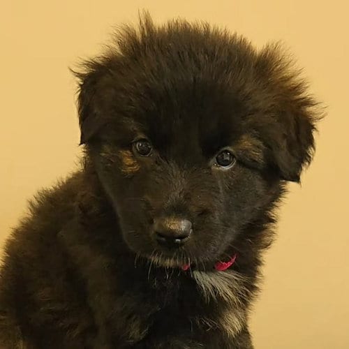 Photo of Guadalupe, adoptable Shepherd in Normal, Illinois