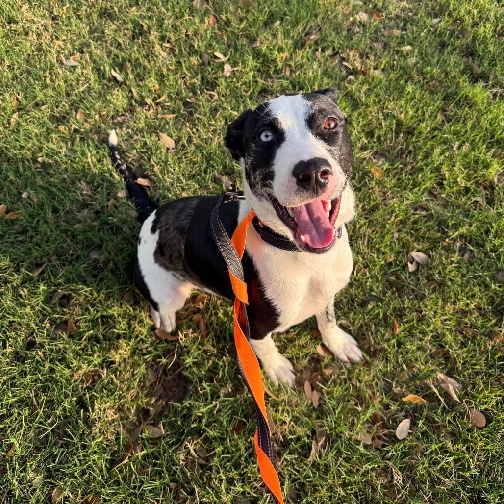 Photo of Missy, adoptable Catahoula Leopard Dog / Mix in San Antonio, Texas