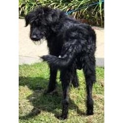 Photo of George, adoptable Schnauzer (Giant) in Washington, District of Columbia