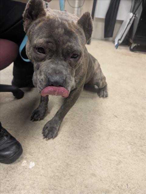 Photo of Chip, adoptable Cane Corso Mastiff in Mobile, Alabama