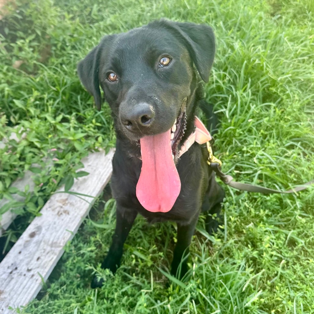 Photo of Goofy Goober K20, adoptable Retriever, Black Labrador in Union, Missouri