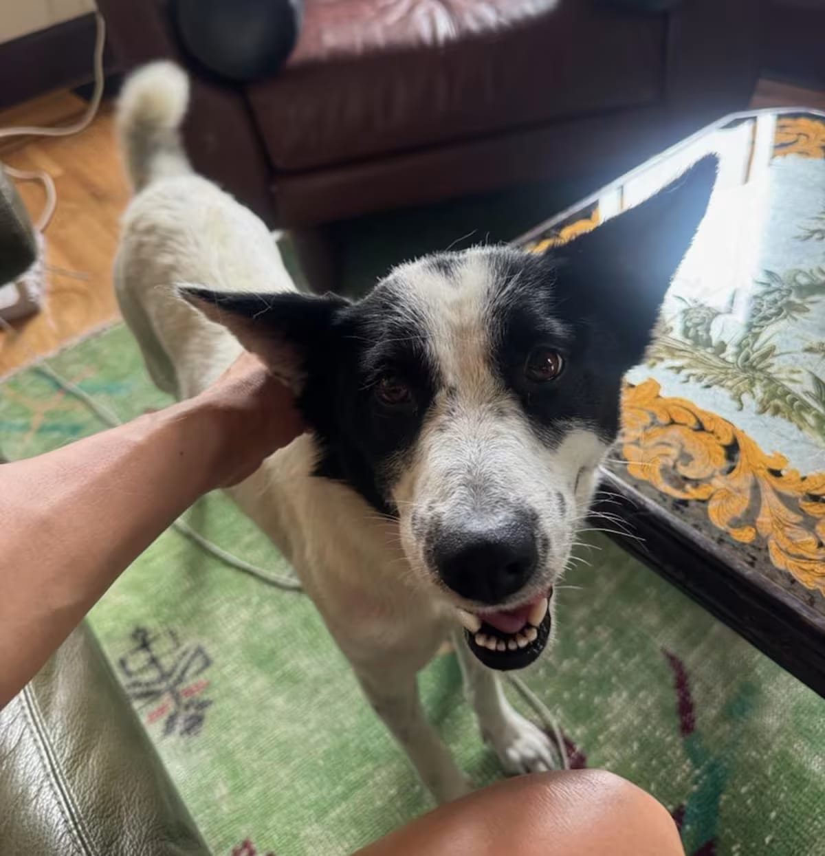 Photo of Janis Joplin border collie, adoptable Border Collie in Newport Beach, California