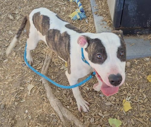 Photo of Wish, adoptable Pit Bull Terrier in Albuquerque, New Mexico
