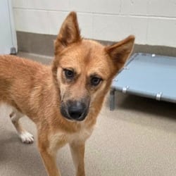 Photo of Foxy, adoptable Husky in Chatham, Virginia