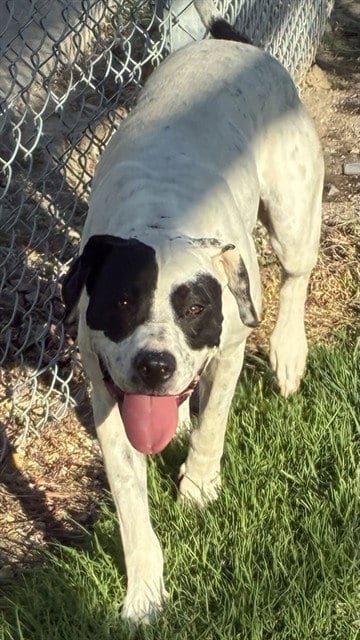 Photo of Xena, adoptable Great Dane in San Bernardino, California