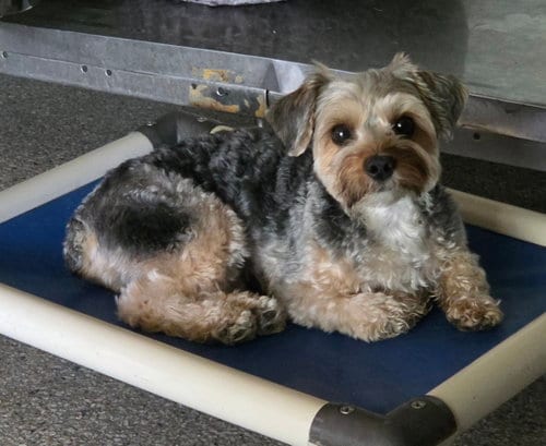 Photo of Jumper, adoptable Yorkshire Terrier Yorkie in Spring, Texas