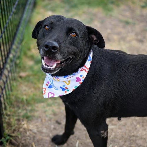 Photo of Jack Barrel, adoptable American Staffordshire Terrier in San Antonio, Texas