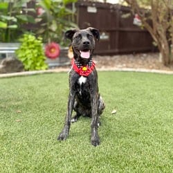 Photo of Bridget, adoptable Shepherd (Unknown Type) in Albany, New York