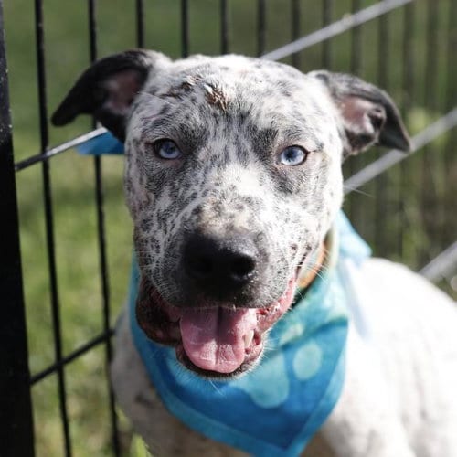 Photo of Uno, adoptable American Staffordshire Terrier in San Antonio, Texas