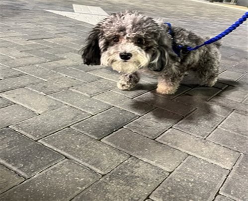 Photo of Oreo, adoptable Poodle (Standard) in Miami, Florida