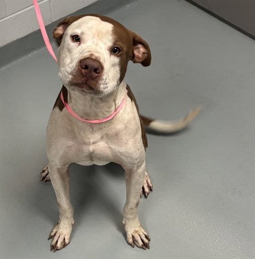 Photo of Polo, adoptable Pit Bull Terrier in St. Cloud, Florida