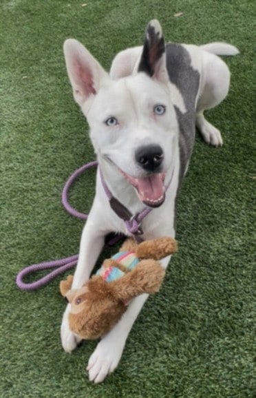 Photo of Mystic, adoptable Pit Bull Terrier in Chatsworth, California