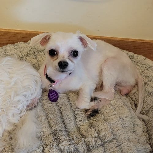 Photo of Shelby, adoptable Maltese in St. Louis Park, Minnesota