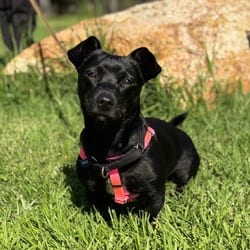 Photo of Winona Low Ryder, adoptable Chihuahua in Santa Maria, California