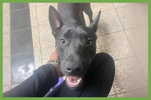 Photo of Spike, adoptable German Shepherd Dog in Amherst, Massachusetts