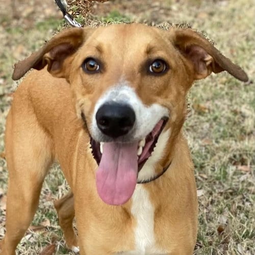 Photo of Cooper, adoptable Retriever in San Antonio, Texas